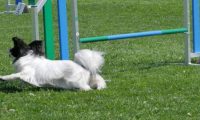 IMG_moosen_2018_823