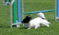 IMG_moosen_2018_824