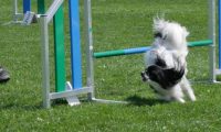 IMG_moosen_2018_825