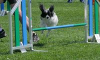 IMG_moosen_2018_827