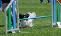 IMG_moosen_2018_828