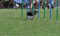IMG_moosen_2018_836