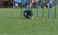IMG_moosen_2018_837