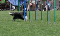 IMG_moosen_2018_838