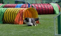 IMG_moosen_2018_855