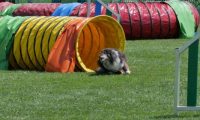 IMG_moosen_2018_856