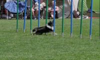 IMG_moosen_2018_857