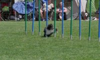 IMG_moosen_2018_858