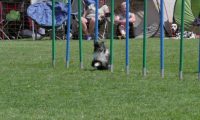 IMG_moosen_2018_859