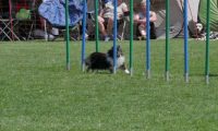 IMG_moosen_2018_860