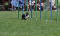 IMG_moosen_2018_861
