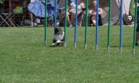 IMG_moosen_2018_862