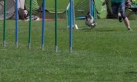 IMG_moosen_2018_864
