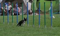 IMG_moosen_2018_871