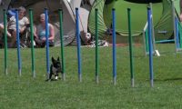 IMG_moosen_2018_872