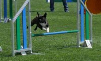 IMG_moosen_2018_882