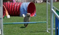 IMG_moosen_2018_885