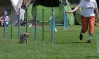 IMG_moosen_2018_888