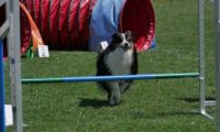 IMG_moosen_2018_895