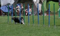 IMG_moosen_2018_898