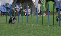 IMG_moosen_2018_899