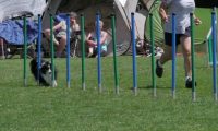 IMG_moosen_2018_901