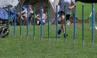 IMG_moosen_2018_903