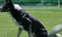 IMG_moosen_2018_005