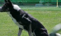IMG_moosen_2018_006