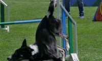 IMG_moosen_2018_007