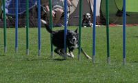 IMG_moosen_2018_009