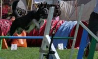 IMG_moosen_2018_011