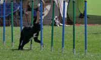 IMG_moosen_2018_016