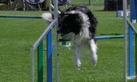 IMG_moosen_2018_030