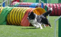 IMG_moosen_2018_038