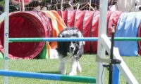 IMG_moosen_2018_040