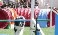 IMG_moosen_2018_041