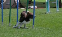 IMG_moosen_2018_045