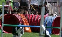 IMG_moosen_2018_051
