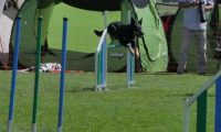 IMG_moosen_2018_059