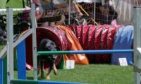 IMG_moosen_2018_065
