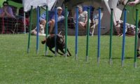 IMG_moosen_2018_075