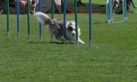IMG_moosen_2018_088