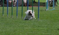 IMG_moosen_2018_089
