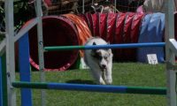 IMG_moosen_2018_091