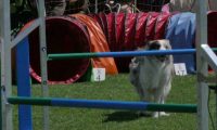 IMG_moosen_2018_093