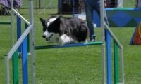 IMG_moosen_2018_096
