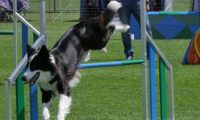 IMG_moosen_2018_097