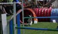 IMG_moosen_2018_103