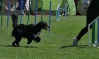 IMG_moosen_2018_118